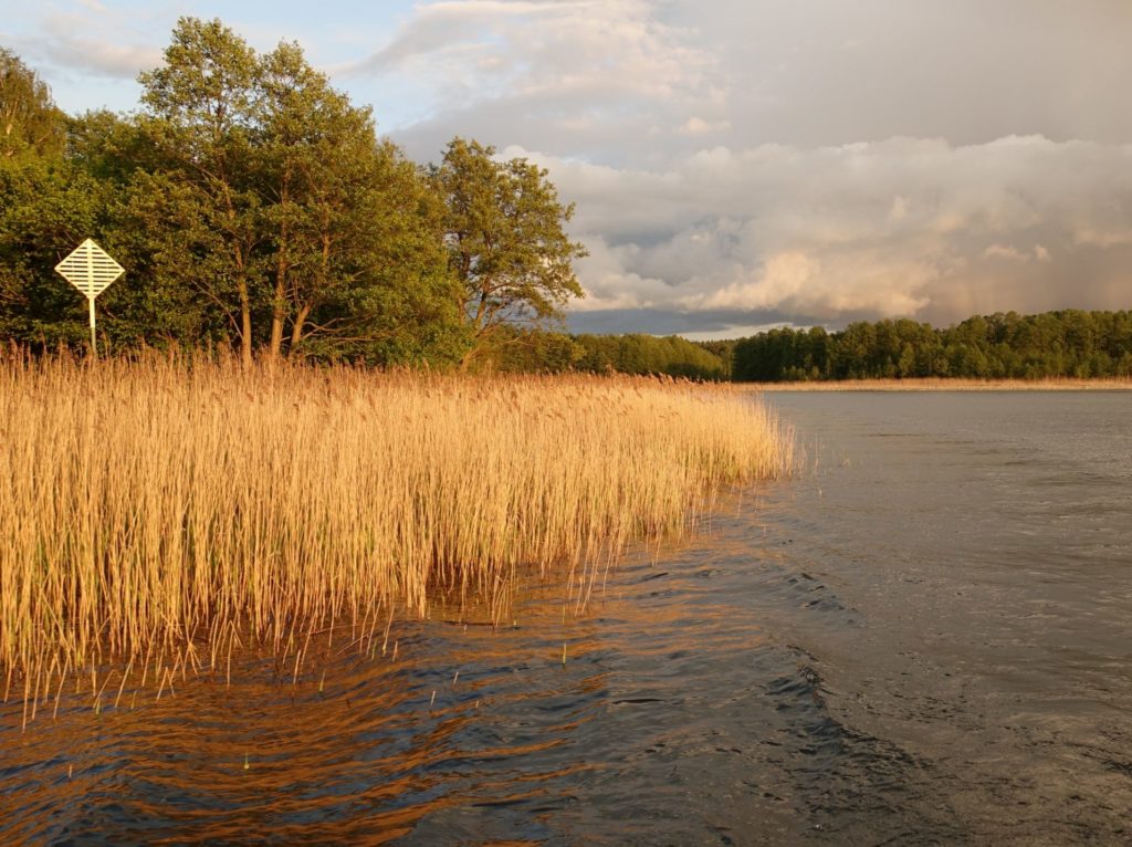 mecklenburgische seenplatte, See mit Schilfgürtel im Abendlicht