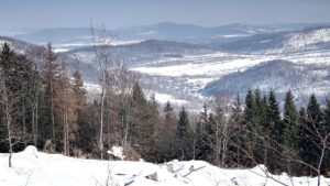 riesengebirge_winter-baeume
