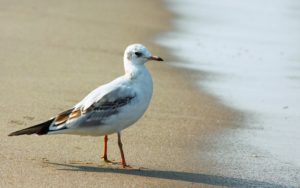 moewe_strand_usedom